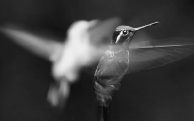 Entrepreneurs and Hummingbirds, what is the similarity?